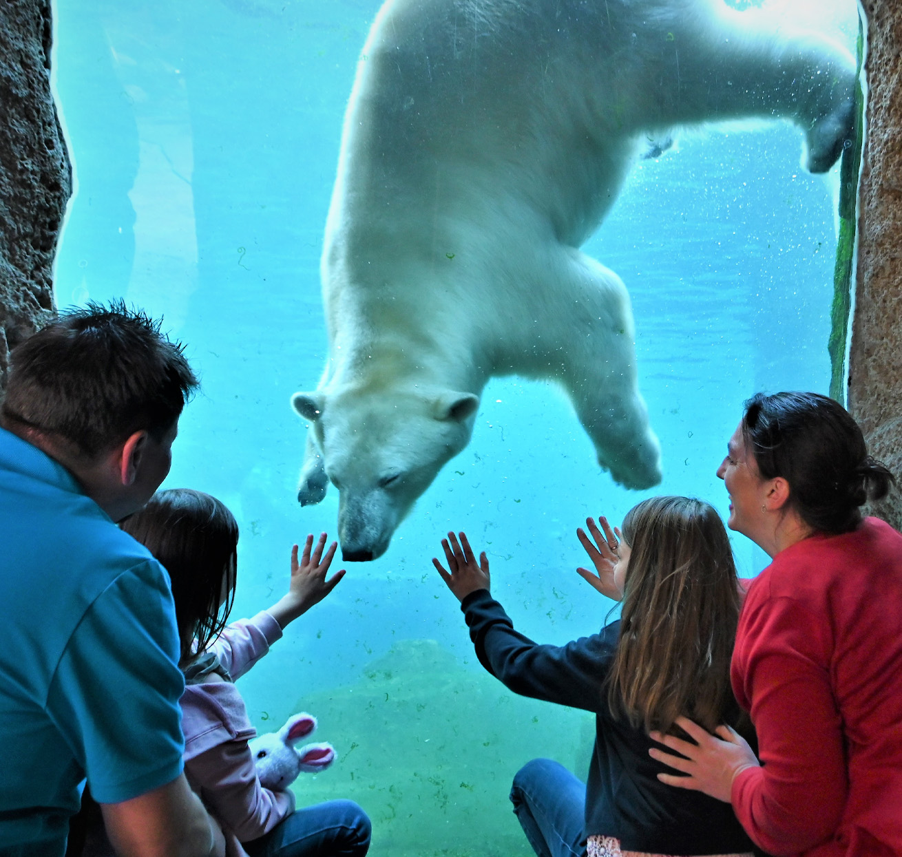 Tauchender Eisbär Zoo am Meer Bremerhaven