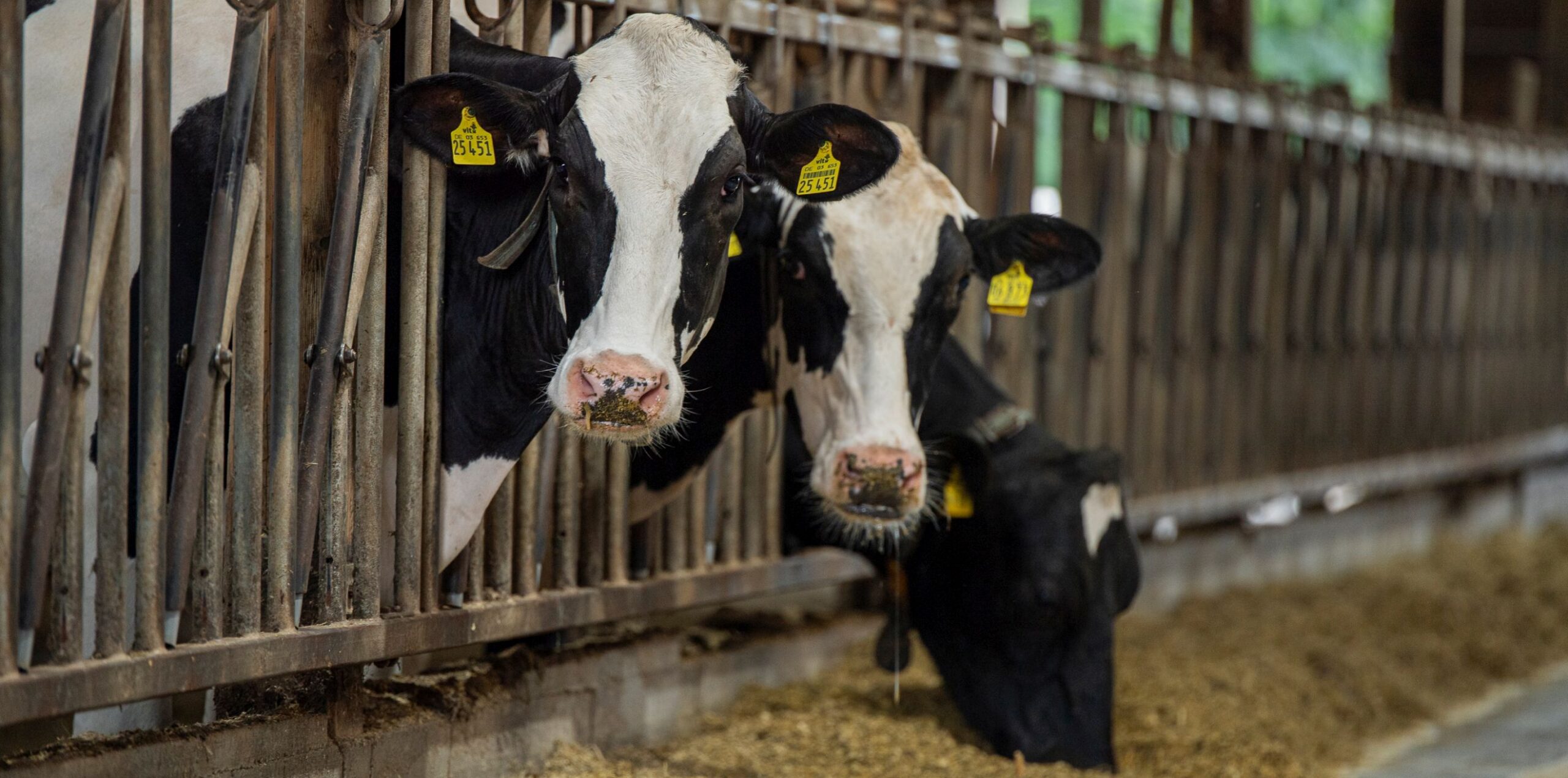Zwischen Neugier und Wiederkauen: Kühe in bester Verfassung.