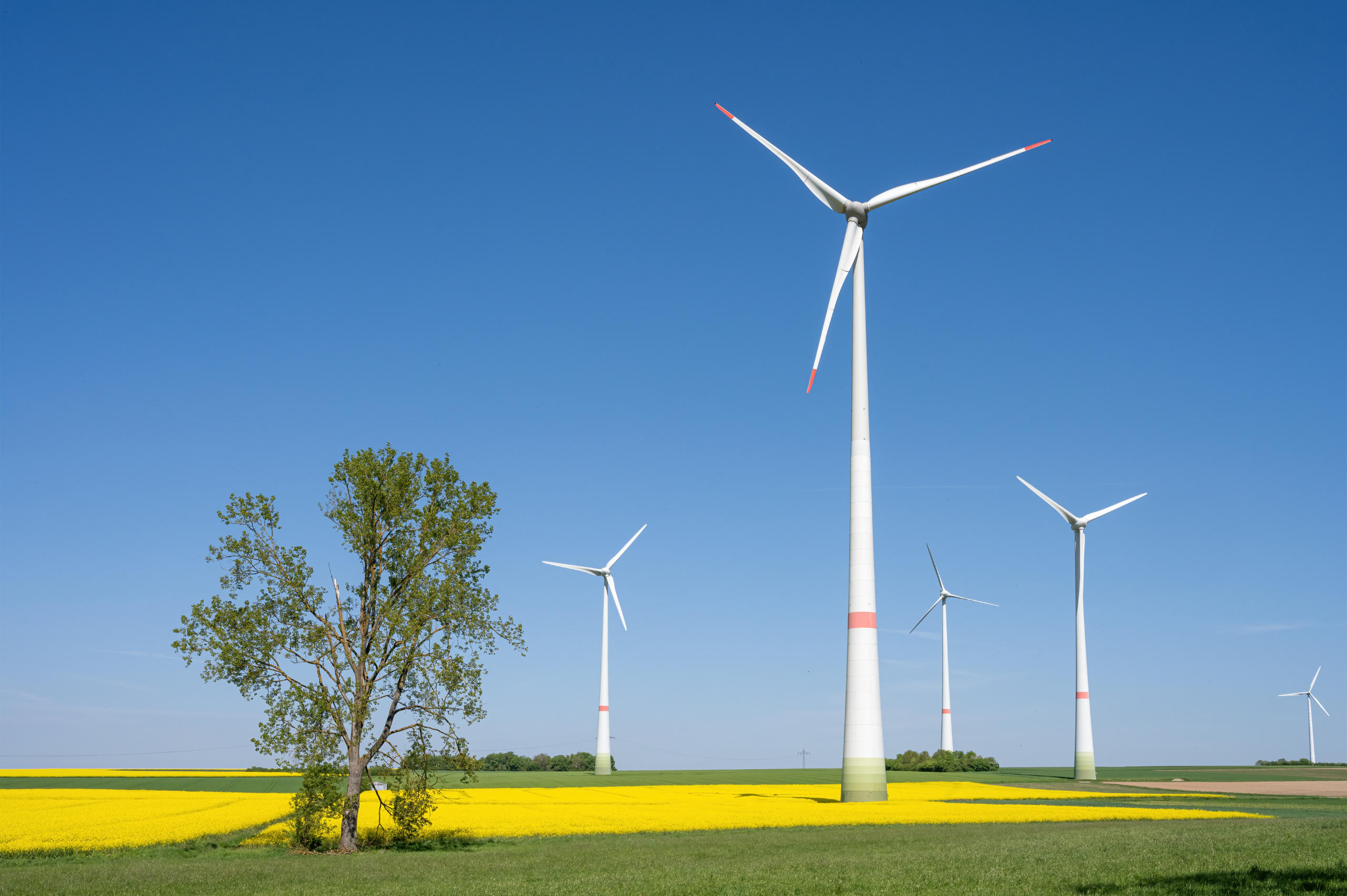 Windrad vor einem Rapsfeld