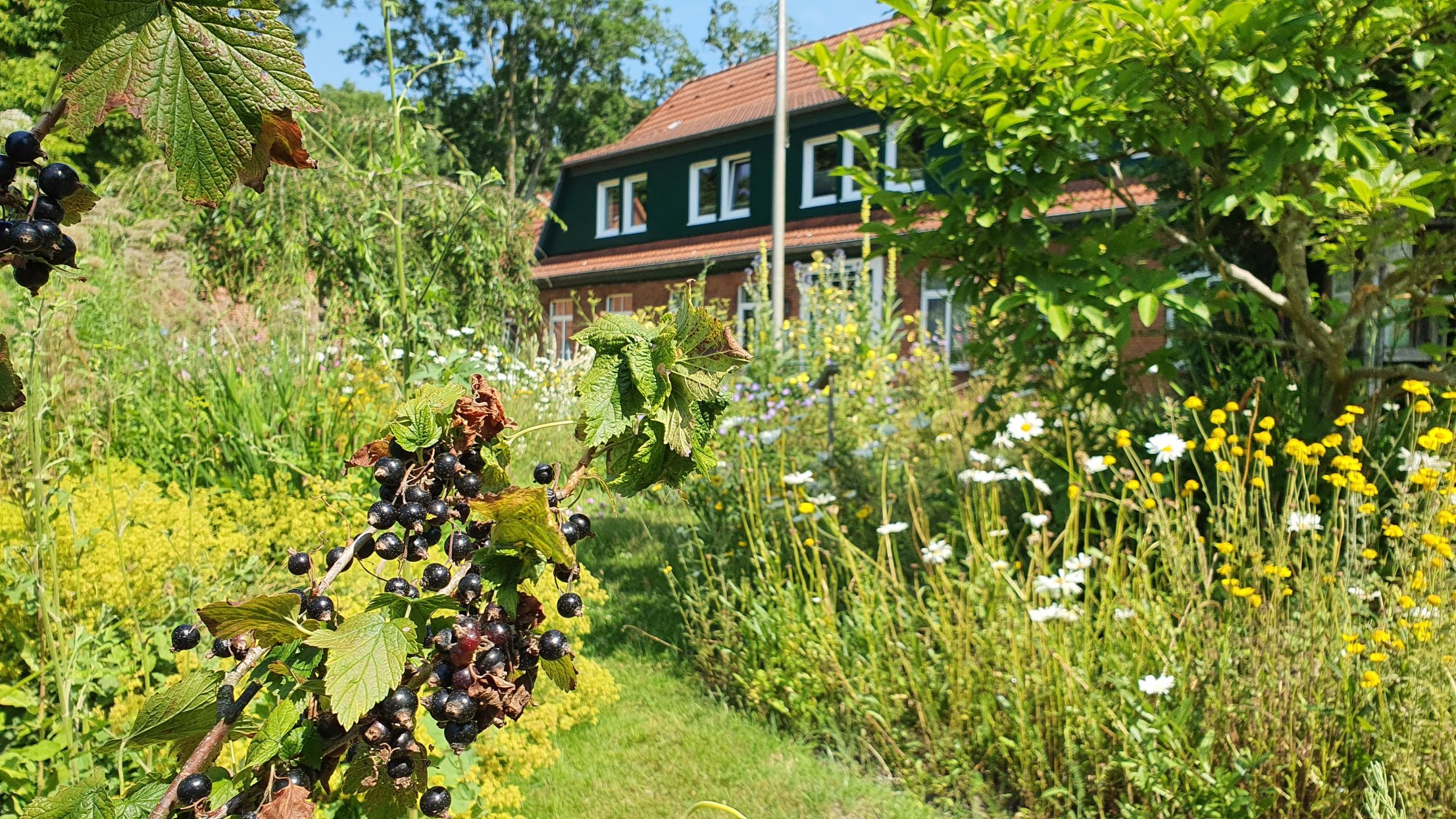Akteure für mehr biologische Vielfalt wie die AG „Gartenlust und Blütensaum“ – hier ihr Wildblumengarten vor dem Rathaus 2, Westerbüttel 8 in Dorum – gibt es schon seit Jahren.