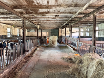 Landwirtschaftlicher Betrieb in Hollnseth - Stallung (35586)