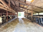Stallung - Landwirtschaftlicher Betrieb in Hollnseth