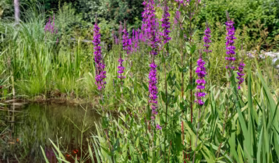 Maritimes Wohnglück am Sahlenburger Küstenwald - Teich (78433)