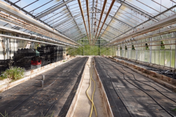 Aufgepasst – Imposantes Anwesen! - Gewächshaus (36756)