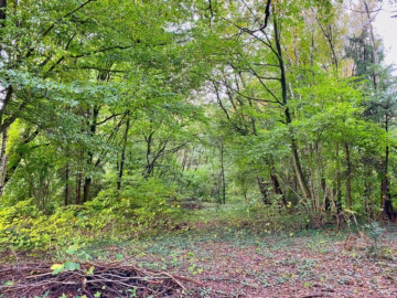 2 idyllische Grundstücke am Ende einer Sackgasse - Eindrücke im Sommer (45809)