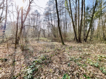 2 idyllische Grundstücke am Ende einer Sackgasse - Unweit der Drepte (45803)