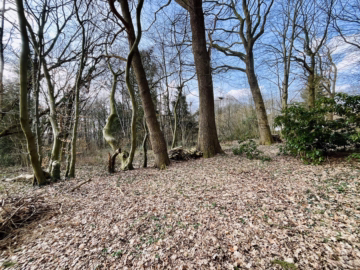 2 idyllische Grundstücke am Ende einer Sackgasse - Schöner Baumbestand (45807)