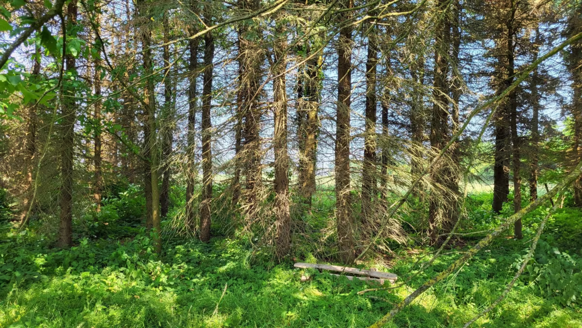 Tannenbewuchs